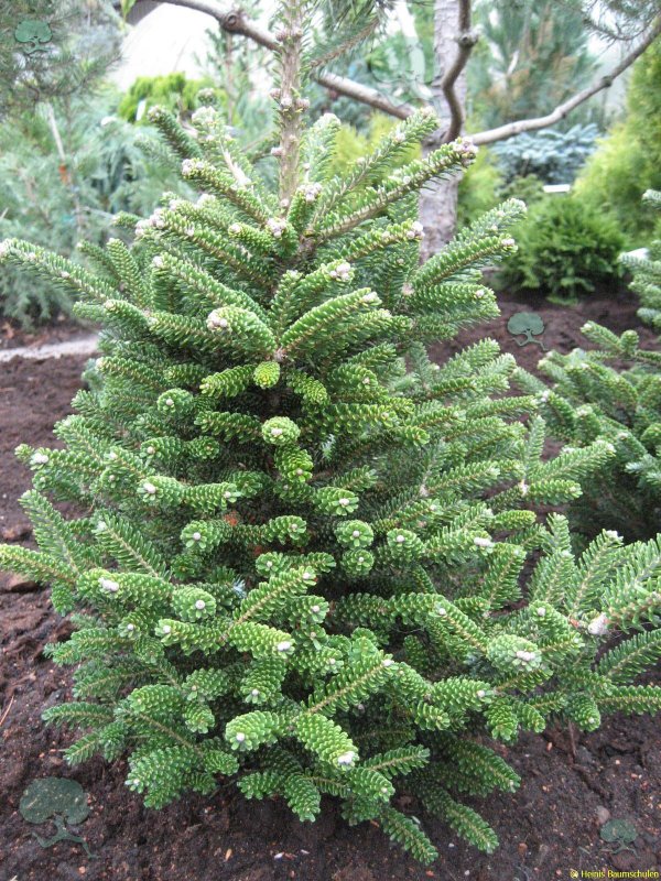 Ель Abies Koreana