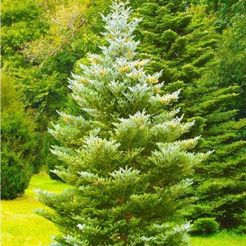 Picea koraiensis