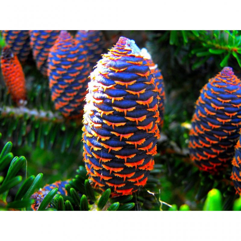 Picea koraiensis ель корейская шишки