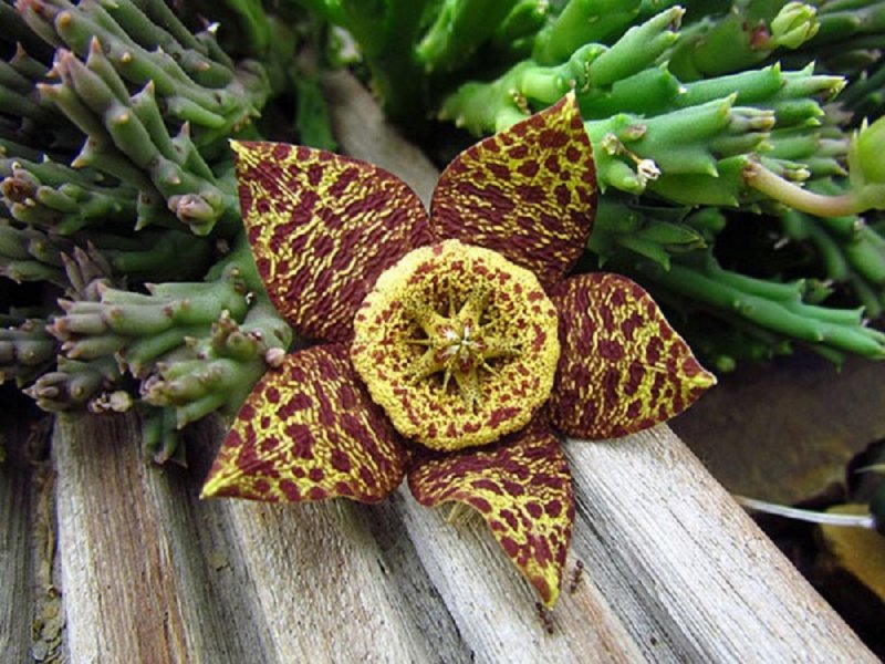 Стапелия пестрая Stapelia variegata
