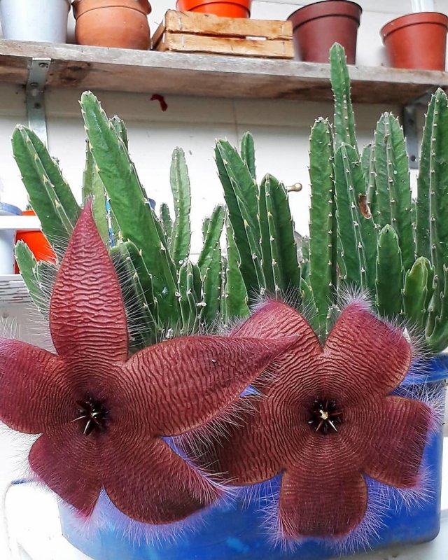 Суккулент стапелия