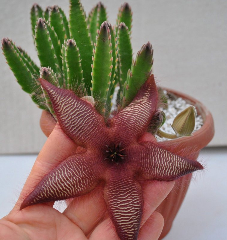 Стапелия (Stapelia)