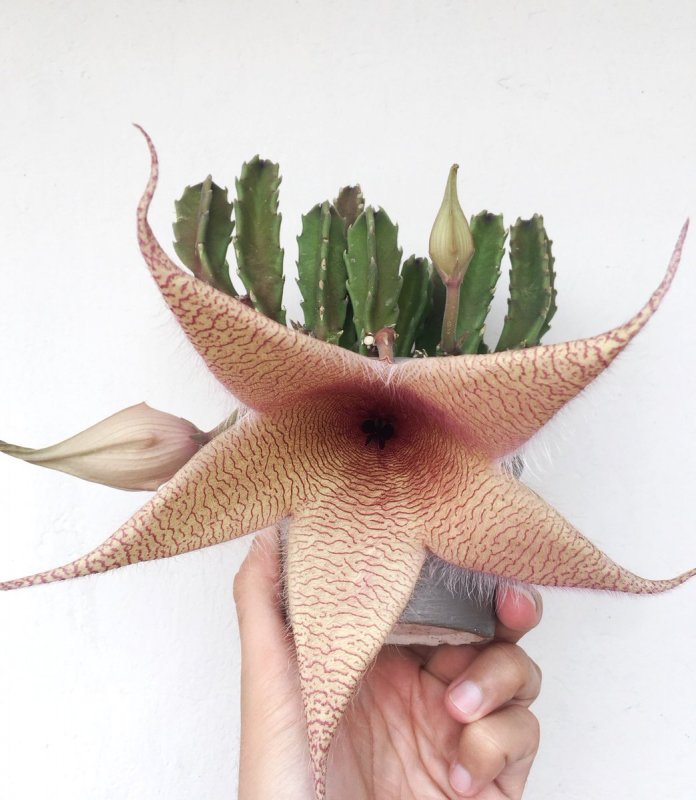 Стапелия (Stapelia)