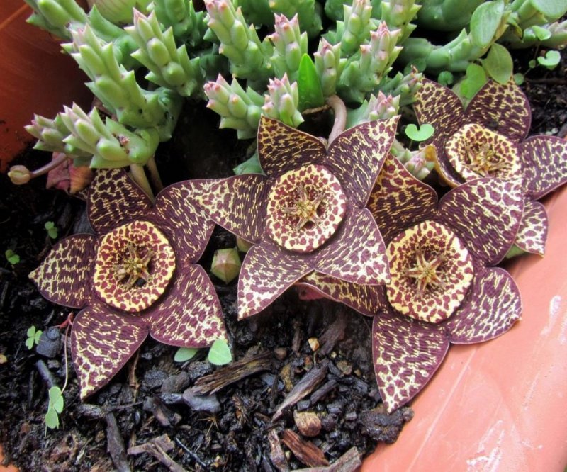 Стапелия пестрая Stapelia variegata
