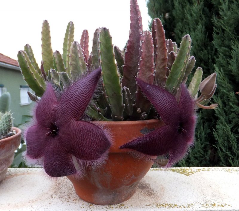 Stapelia grandiflora стапелия грандифлора