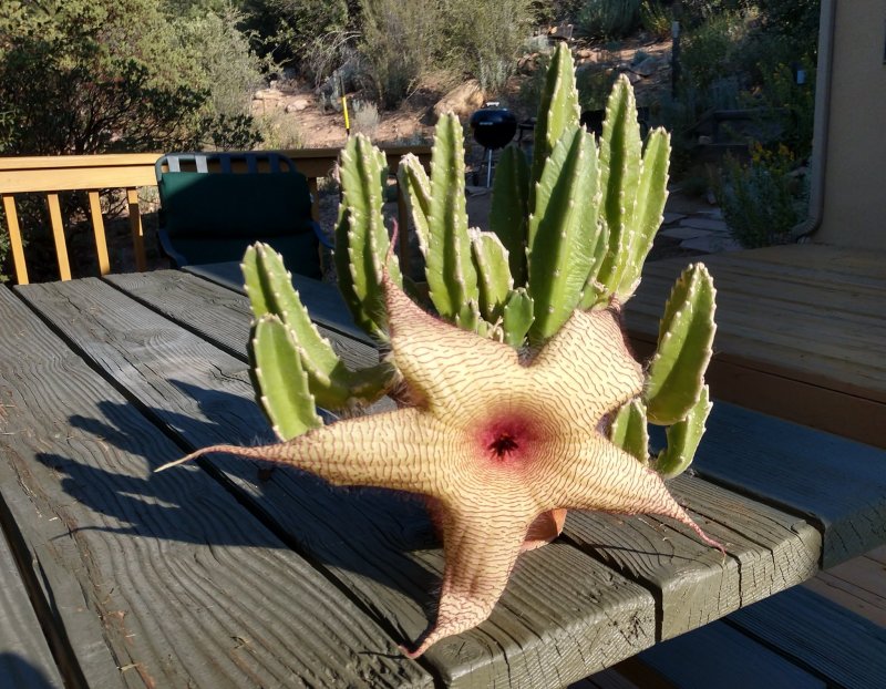 Стапелия гигантея (Stapelia gigantea)