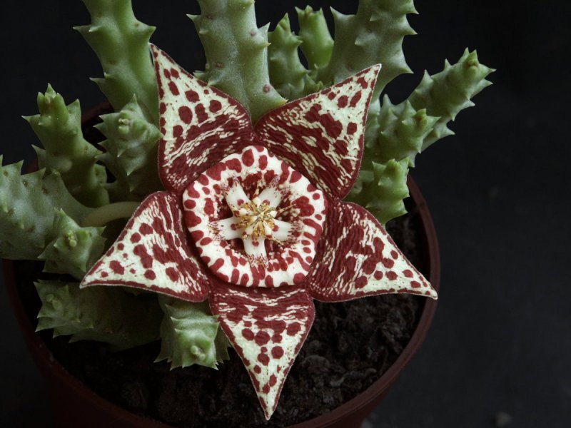 Стапелия wilmaniae leendertziae