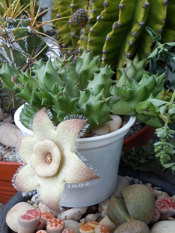 Стапелия диверсата Stapelia diversata