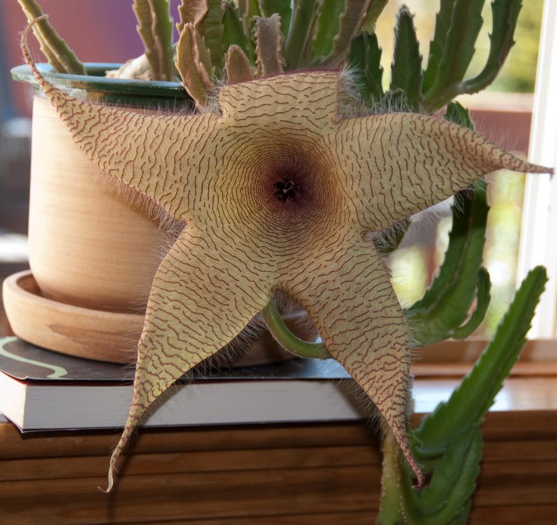 Стапелия звездообразная (Stapelia Asterias)