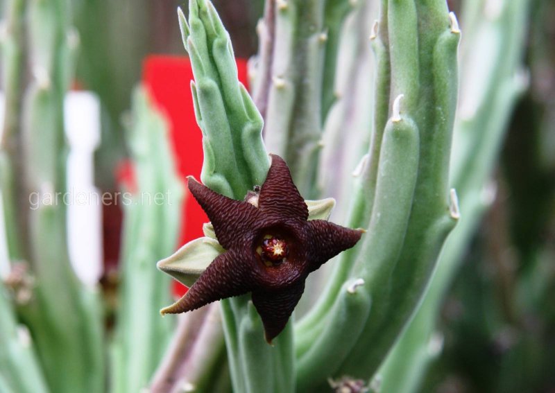 Стапелия пестрая Stapelia variegata