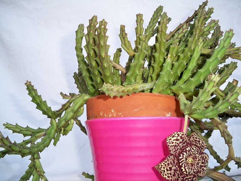 Stapelia Hardy