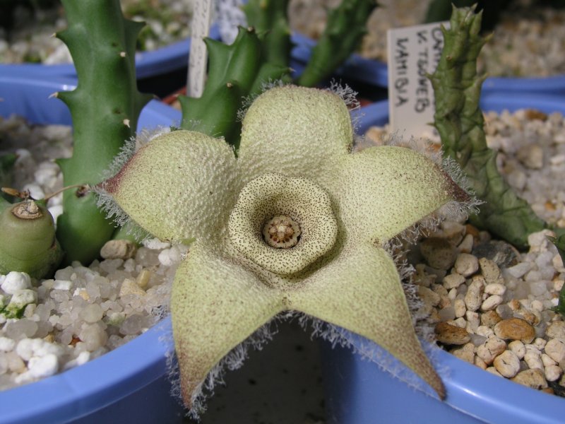 Stapelia olivacea