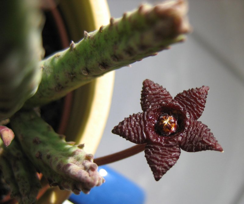Stapelia gigantea cristata