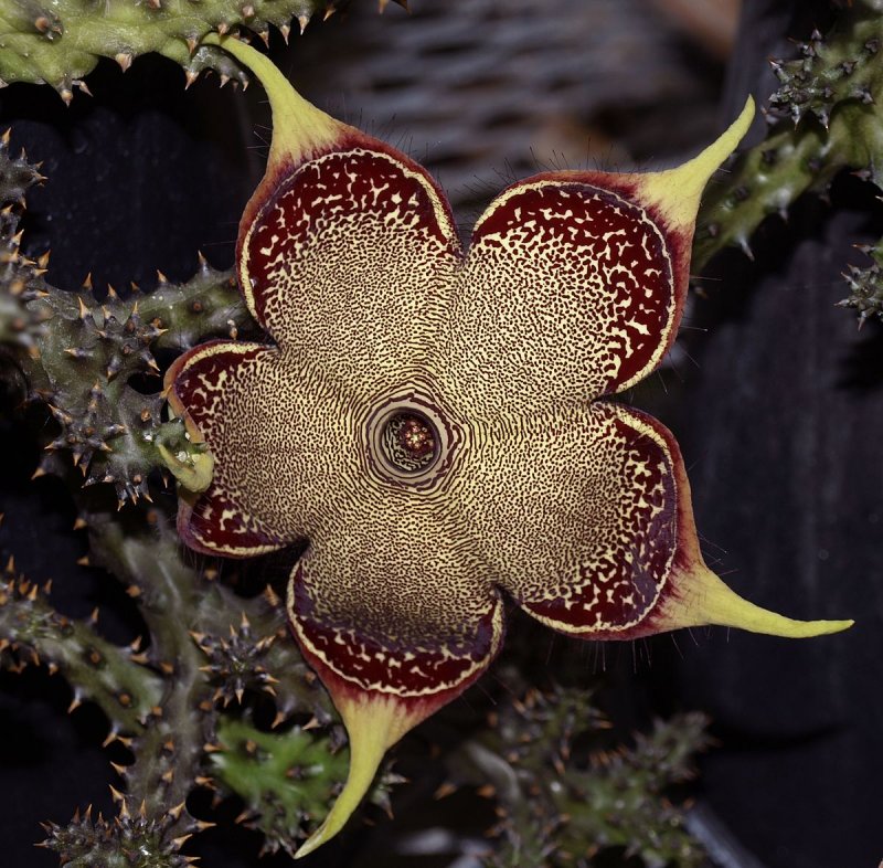 Stapelia gigantea