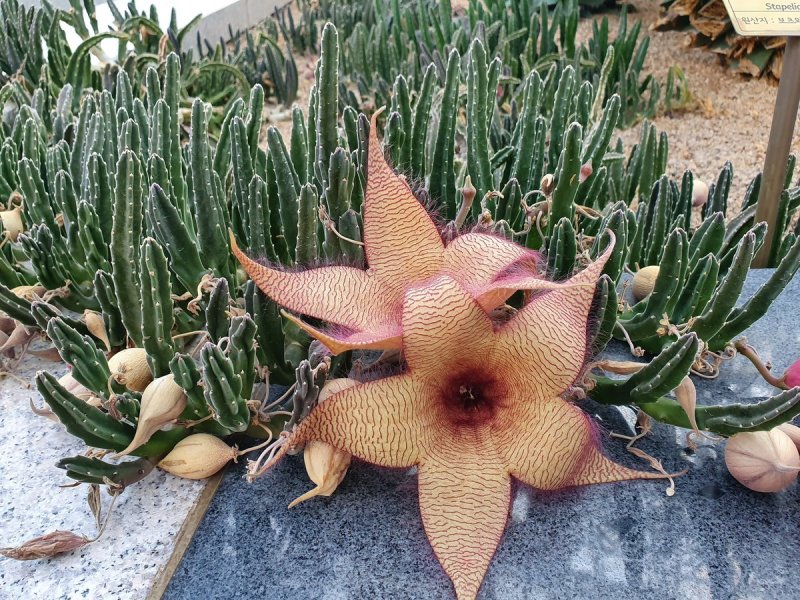 Стапелия железистоцветковая Stapelia glanduliflora