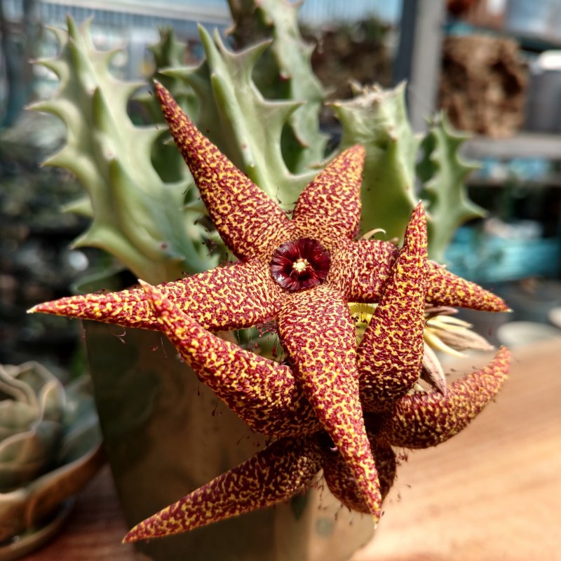 Grandiflora стапелия