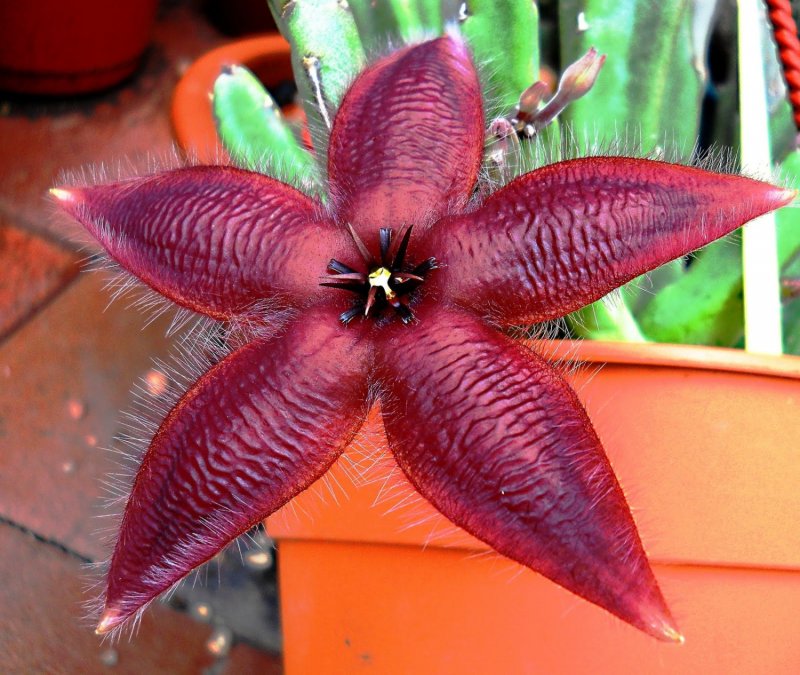 Гуэрния Кенийская (Huernia keniensis)