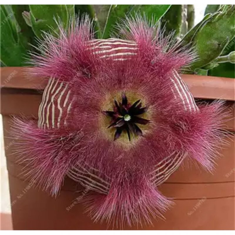 Huernia hystrix