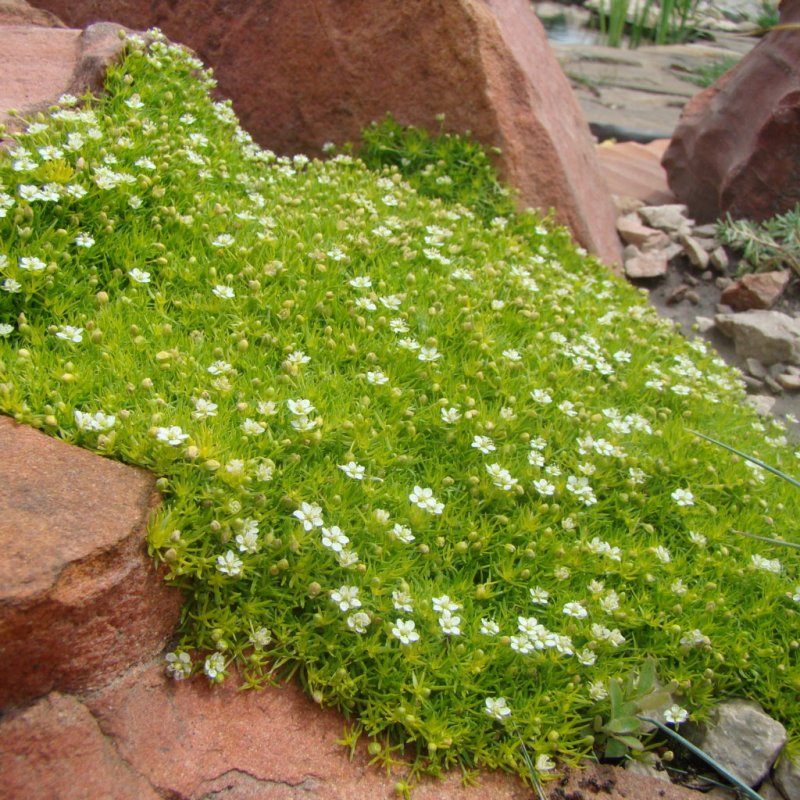 Мшанка шиловидная Green Moss