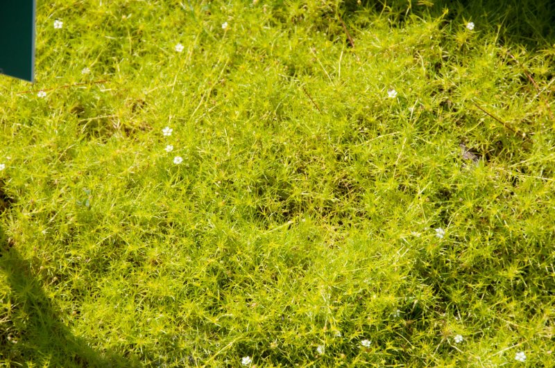 Sagina subulata 'Senior'