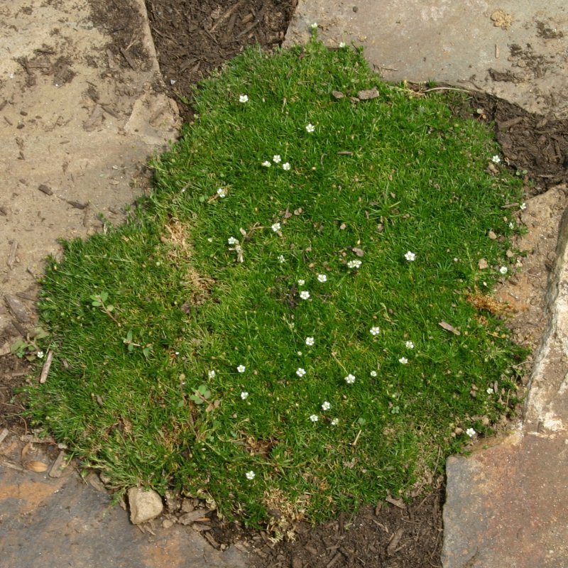 Мшанка sagina subulata Green Moss