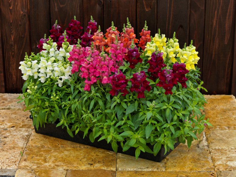 Антирринум / Antirrhinum