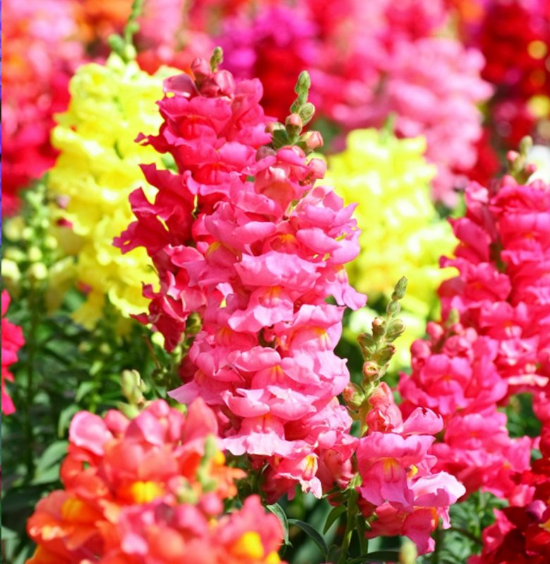 Антирринум / Antirrhinum