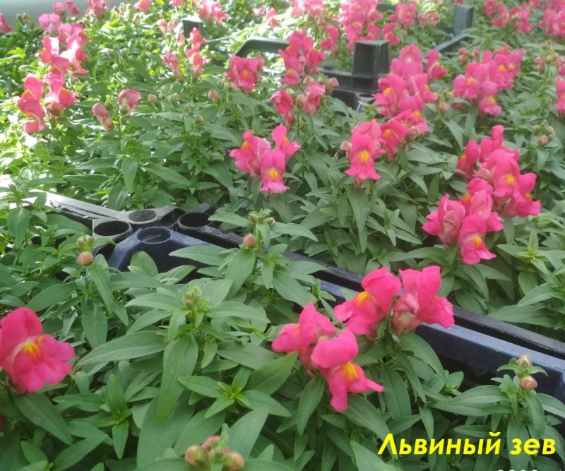 Львиный зев цветы