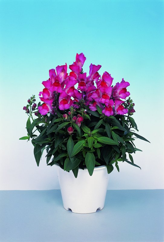 Antirrhinum majus