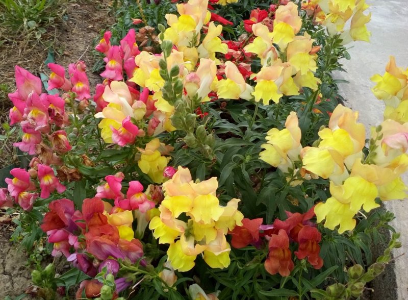 Antirrhinum majus pumilum