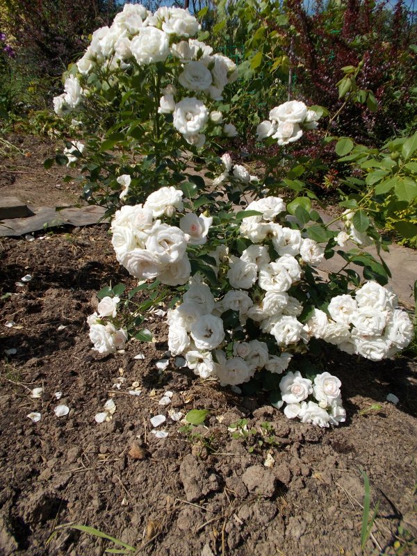 Роза флорибунда Aspirin Rose
