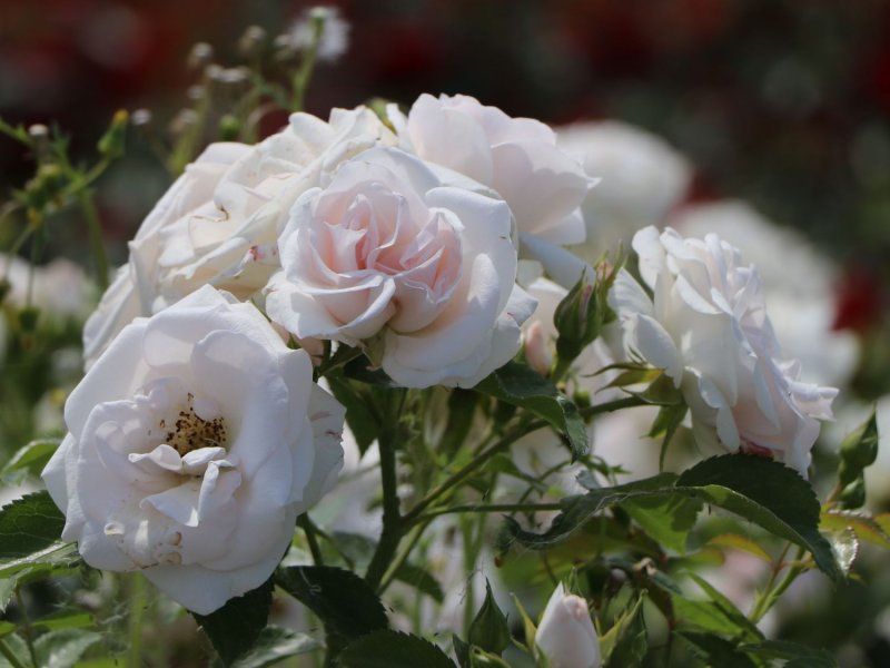 Роза флорибунда Aspirin Rose