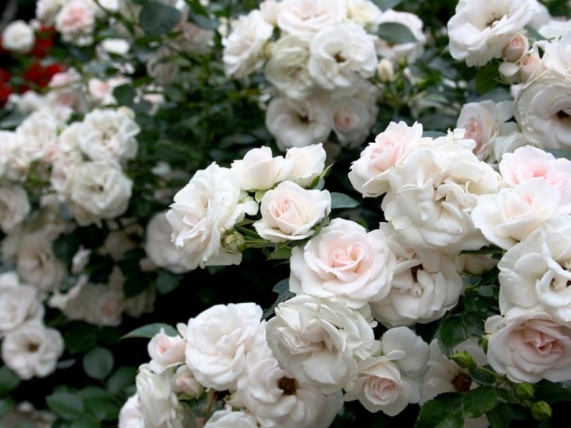 Роза аспирин Роуз (Aspirin Rose)