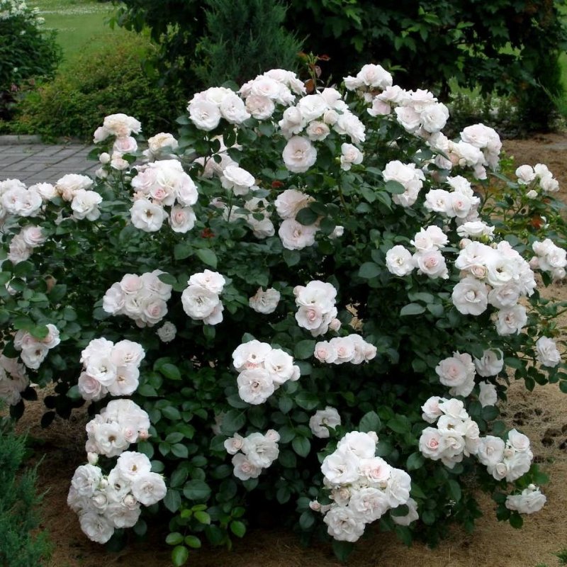 Роза аспирин Роуз (Aspirin Rose)