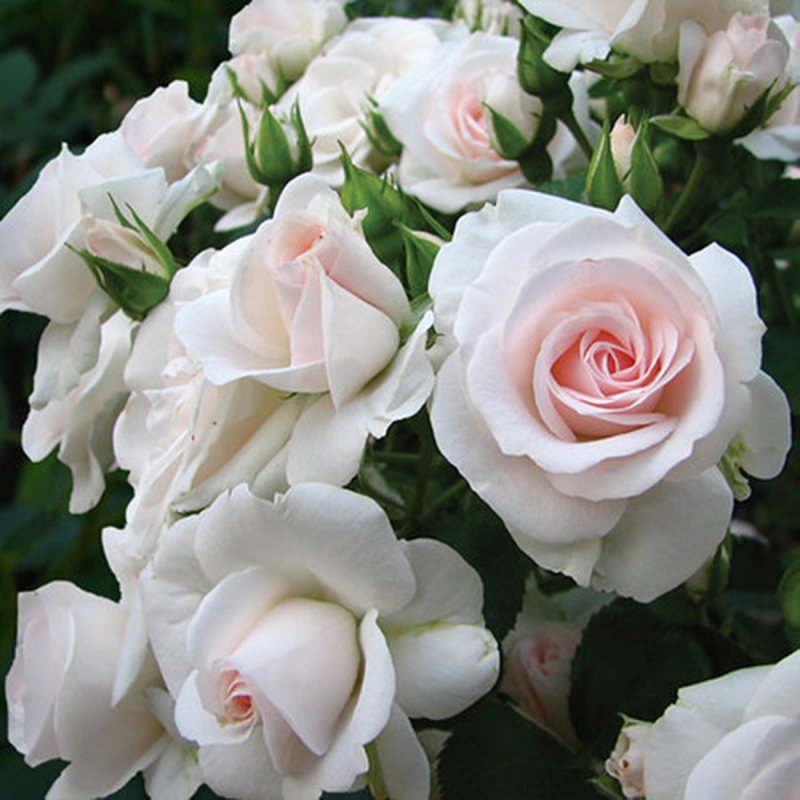 Роза аспирин-Розе Rosa Aspirin-Rose