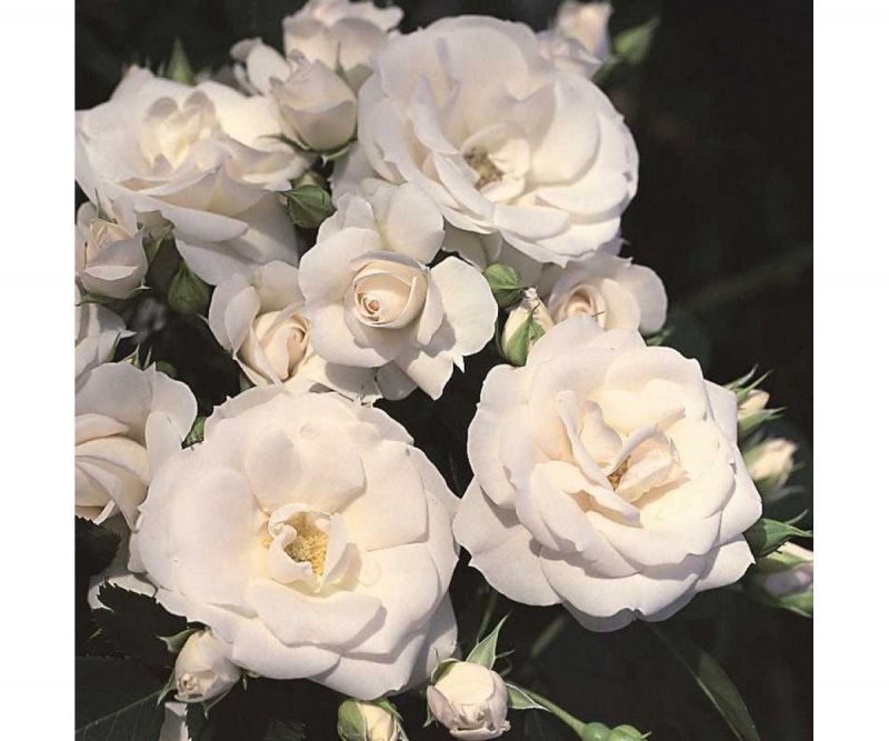 Роза флорибунда Aspirin Rose