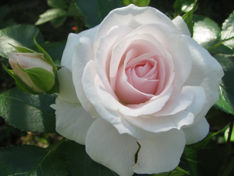 Роза Aspirin-Rose