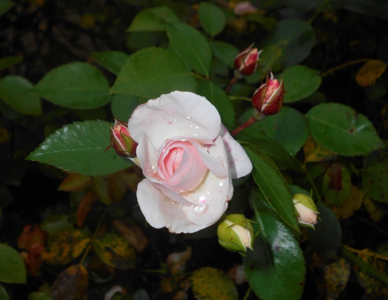 Флорибунда Aspirin Rose