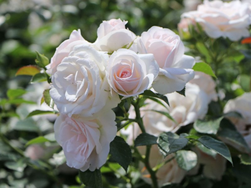 Аспирин Роуз (Aspirin Rose)