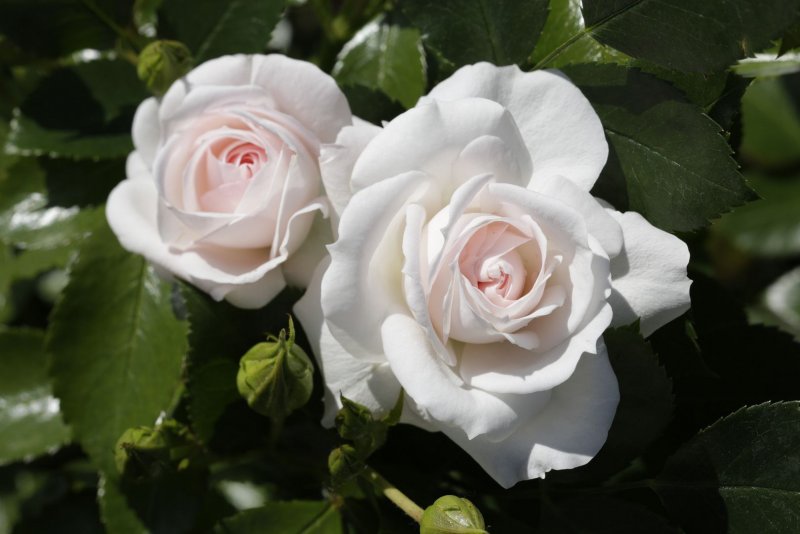 Роза аспирин Роуз (Aspirin Rose)