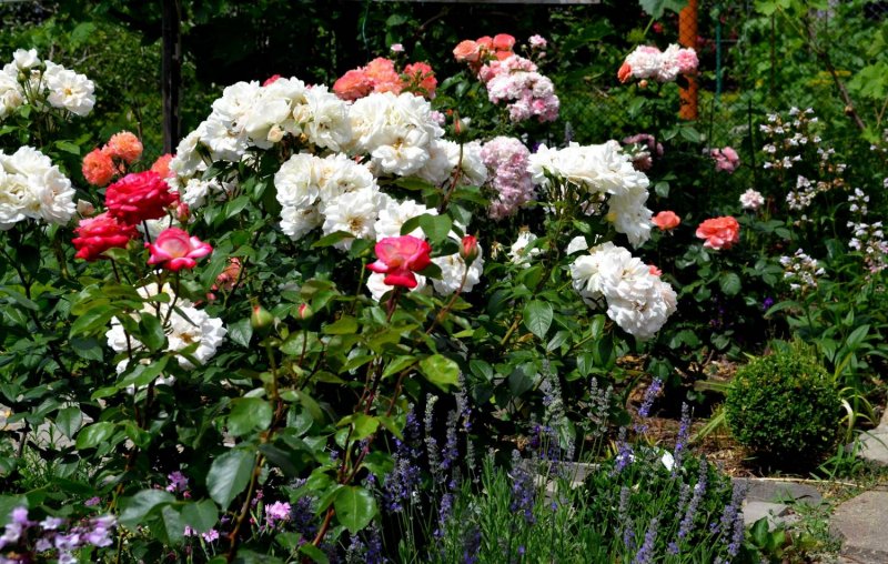 Aspirin Rose роза штамбовая