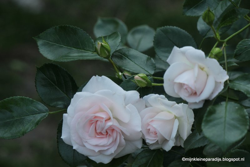 Aspirin Rose (Tantau)