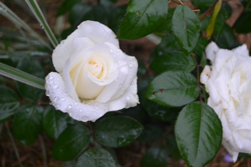 Aspirin Rose 2000 роза