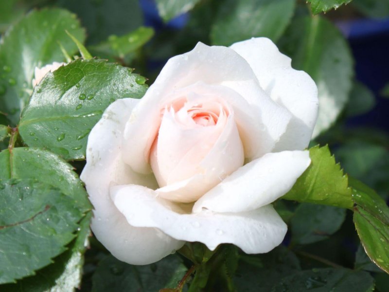 Aspirin Rose роза штамбовая