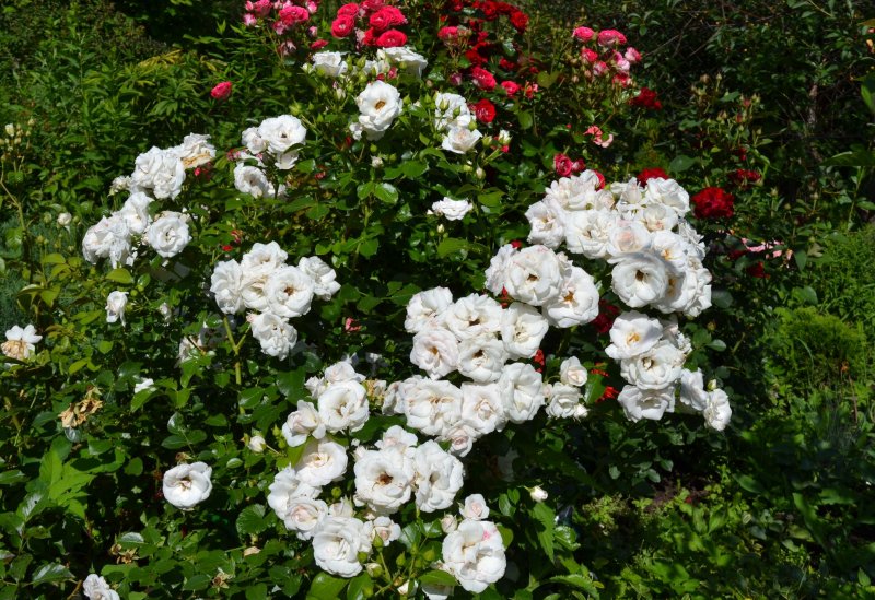 Роза Polareis (гибрид розы rugosa/Парковая)