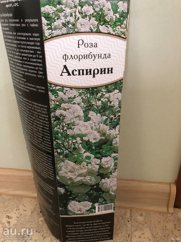 Роза Пипин