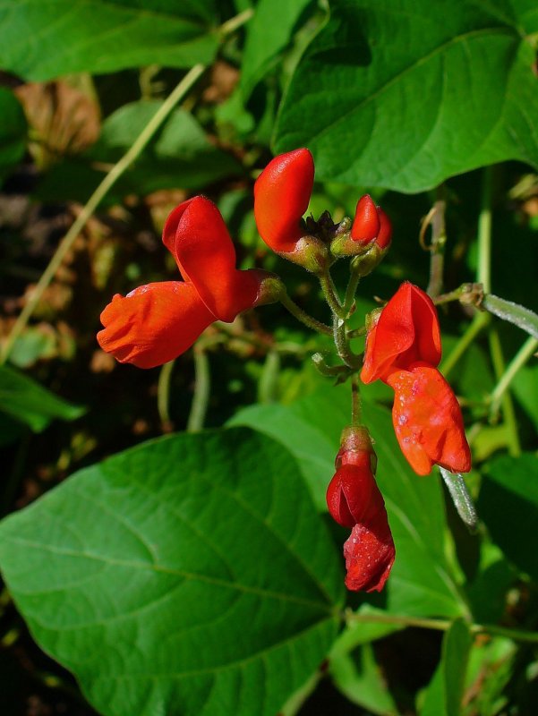 Фасоль Phaseolus coccineus