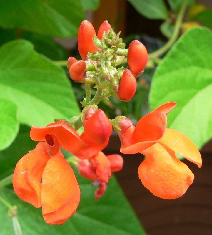 Phaseolus coccineus турецкие Бобы