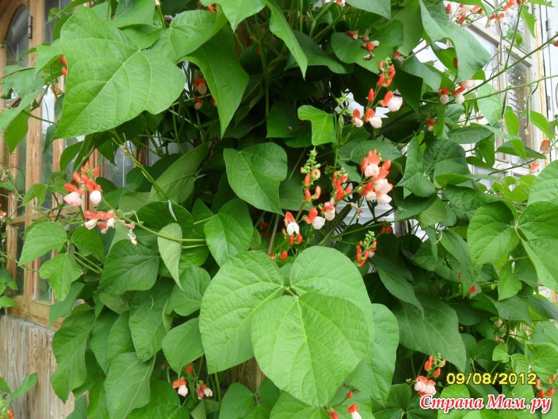 Фасоль Phaseolus coccineus