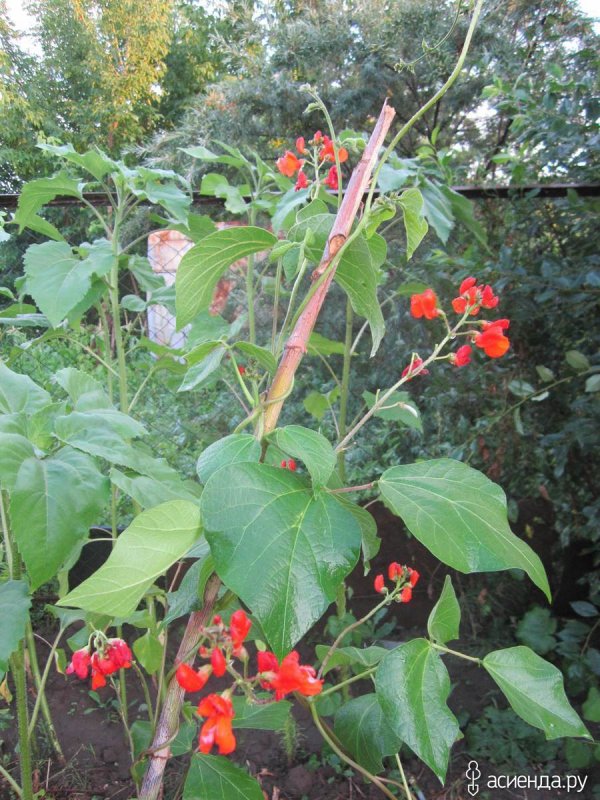 Фасоль Phaseolus coccineus